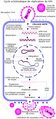 Français : Cycle de réplication du VIH