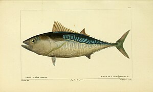 Histoire naturelle des poissons (10438648244).jpg