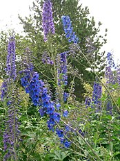 <center>Delphinium elatum</center>