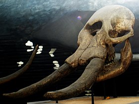 Crânio de um Notiomastodon no Museu de História Natural, Londres