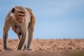 Mother Toque macaque with her baby