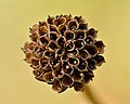 59 Trollius europaeus seed head - Keila uploaded by Iifar, nominated by Iifar,  20,  0,  0