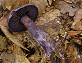 Cortinarius violaceus