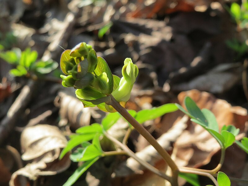 File:20150322Corydalis cava3.jpg