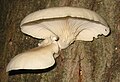 Oyster mushroom