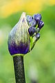 48 Opengebarsten bloemknop van een Agapanthus 'Senna'. 11-07-2021. (d.j.b) 02 uploaded by Famberhorst, nominated by Famberhorst,  13,  0,  0