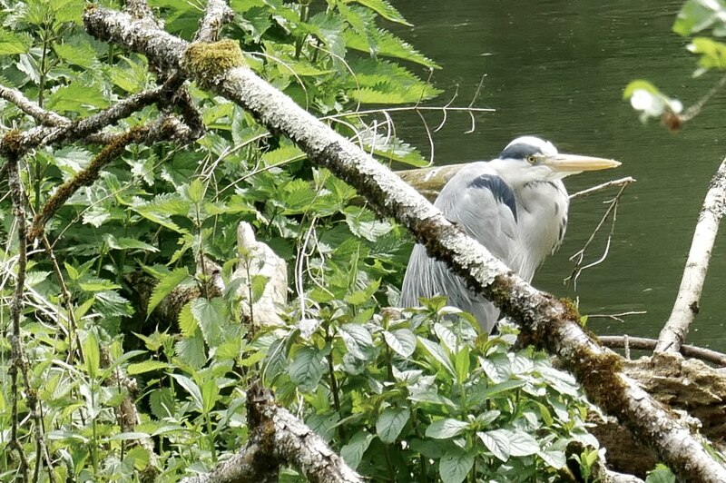 File:Ardea cinerea - P1040867.jpg