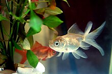 Two goldfish, a silver goldfish in the foreground and an orange goldfish in the background