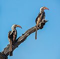 "Cálaos_de_pico_rojo_del_sur_(Tockus_rufirostris),_parque_nacional_Makgadikgadi_Pans,_Botsuana,_2018-07-30,_DD_14.jpg" by User:Poco a poco