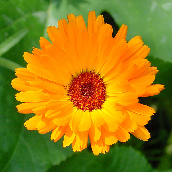 File:Calendula G.JPG