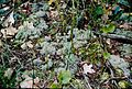 Cladonia subtenuis