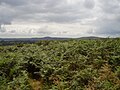 Le mont Saint-Michel-de-Brasparts et le Tuchen Kador vus du Roc'h Trevezel 2