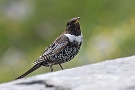 dominylyster (Turdus torquatus)