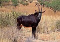 Image 2 Sable antelope Photograph credit: Charles J. Sharp The sable antelope (Hippotragus niger) is an antelope which inhabits wooded savanna in eastern and southern Africa, from the south of Kenya to South Africa, with a separate population in Angola. The species is sexually dimorphic, with the male heavier and about one-fifth taller than the female. It has a compact and robust build, characterized by a thick neck and tough skin, and both sexes have ringed horns which arch backward. The sable antelope has four subspecies. This picture shows an adult male common sable antelope (H. n. niger) in the Tswalu Kalahari Reserve, South Africa. More selected pictures