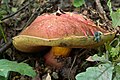 !Boletus spinarii!