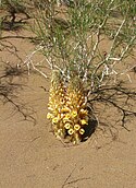 Volovod (Orobanche)