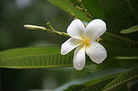 White Plumeria, Kozhikode, Kerala