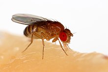 Photograph of a fly feeding on banana