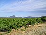 Pic-saint-loup (AOC) (mars 2011).