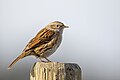 76 Dunnock on a fence post uploaded by Alexis Lours, nominated by Alexis Lours,  20,  0,  0