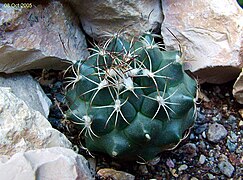 Turbinicarpus laui