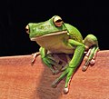 Litoria infrafrenata (Amphibia, Hylidae)