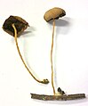 Mycena luteopallens