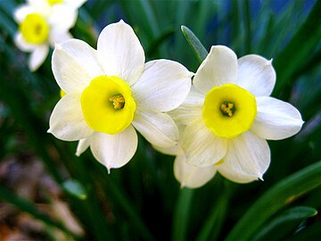 Flor de Narcissus sp. mostrando uma corola branca externa com uma corona amarela central (um paraperigónio)