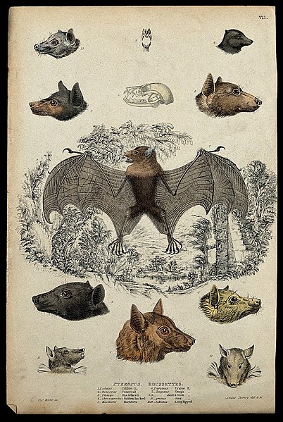 File:A tonga bat is shown surrounded by the heads, skulls and tee Wellcome V0020923ER.jpg