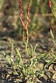 Tirşoya çivîkan (Rumex acetosella)