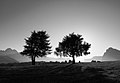 "Alberi_AlpediSiusi.JPG" by User:Llorenzi