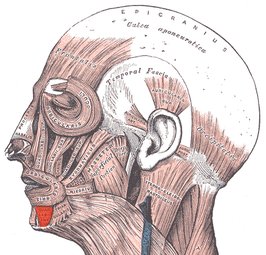 Musculus depressor labii inferioris