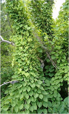 Dioscorea balcanica