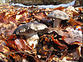 Hygrophorus marzuolus