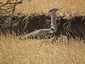 near Lake Natron, Ngorongoro, Tanzania