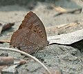 at Jayanti in Buxa Tiger Reserve in Jalpaiguri district of West Bengal, India.