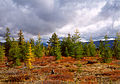 Taiga de Siberia, biòma caracteristic dei regions subarticas