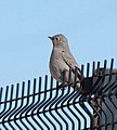 Townsend's solitaire