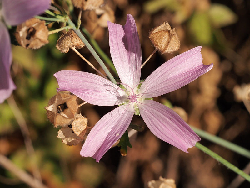 File:Malva tournefortiana 20140812 a.jpg