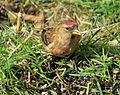 Dull male; East Chevington, Northumberland, England