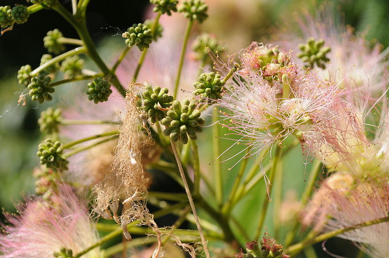 File:Albizia julibrissin flowers closeup at Hulda Klager Lilac Gardens.jpg