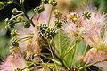 Albizia julibrissin