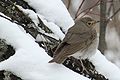 Swainson's thrush