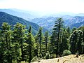 L'habitat de Cedrus deodara dans les montagnes de l’Himalaya, en Inde.