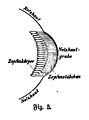 File:Die Gartenlaube (1898) b 0662_1.jpg Fig. 3.