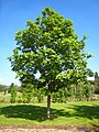 Image 40Fraxinus excelsior (from List of trees of Great Britain and Ireland)