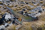 Nestor notabilis English: Kea Deutsch: Kea, Bergpapagei