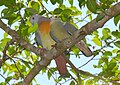 Pink-necked Green Pigeon