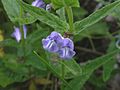 Scutellaria galericulata