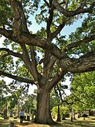 White Oak Tree